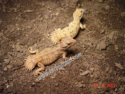xenagama