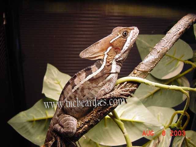 http://www.tncbeardies.com/Images/brownbasilisk.jpg